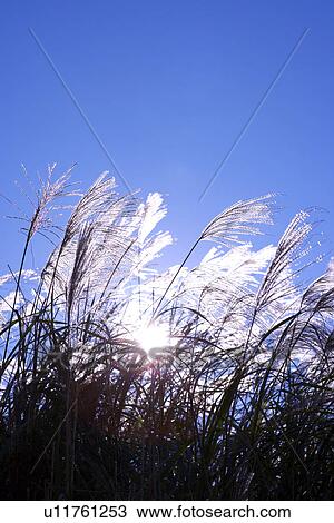 Stock Image - Close-up of reeds gone with wind in sunlight, vertical. Fotosearch