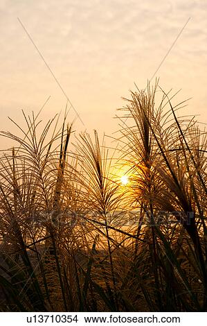 Picture - Close-up of reeds in sunset, vertical. Fotosearch