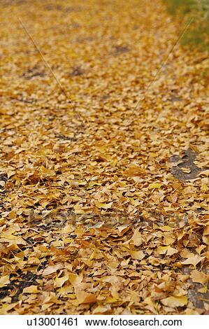 Close-up of road filled with maple leaves, vertical View Large Photo Image Stock Image - Close-up of road filled with maple leaves, vertical. Fotosearch