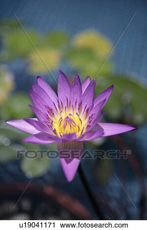 Close-up of simgle lotus, vertical View Large Photo Image Stock Image - Close-up of simgle lotus, vertical. Fotosearch