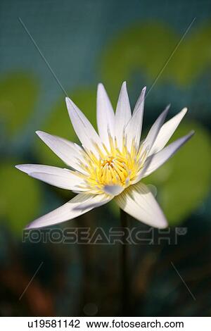 Close-up of single lotus blosssom, vertical View Large Photo Image Stock Image - Close-up of single lotus blosssom, vertical. Fotosearch