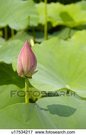 Stock Photo - Close-up of single lotus's bug, vertical. Fotosearch