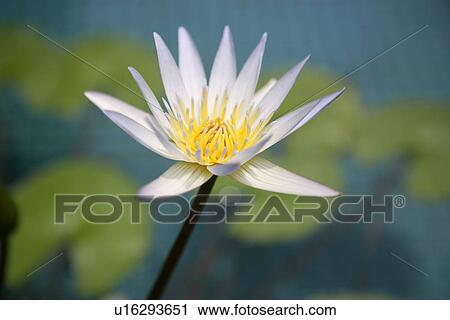Close-up of single water lily, horizontal View Large Photo Image Stock Image - Close-up of single water lily, horizontal. Fotosearch