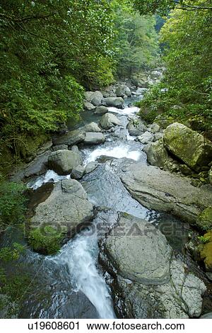 Stock Image - Close-up of stream filled with stones and trees, vertical. Fotosearch