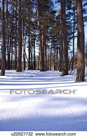 Stock Image - Close-up of trees in snow in sunshine. Fotosearch