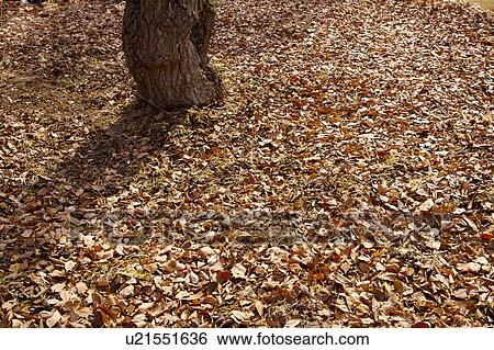 Close-up of trunk with low section on the ground full of maple leaves View Large Photo Image Stock Photograph - Close-up of trunk with low section on the ground full of maple leaves. Fotosearch
