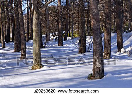 Close-up of trunks in forest View Large Photo Image Stock Image - Close-up of trunks in forest. Fotosearch