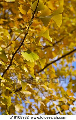 Stock Image - Close-up of yellow ginkgo leaves, vertical. Fotosearch