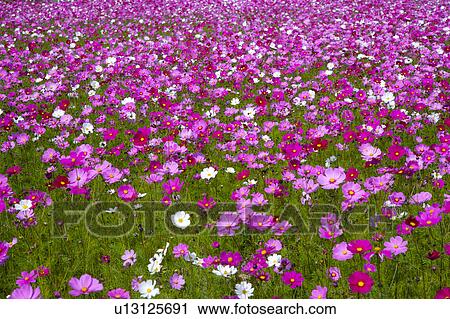 Stock Image - Infinite cosmos flower field (focus on foreground). Fotosearch