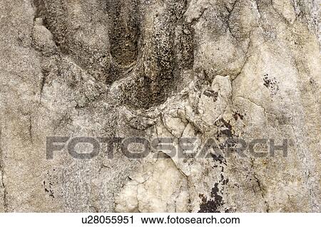Stock Image - A rough rock surface. Fotosearch