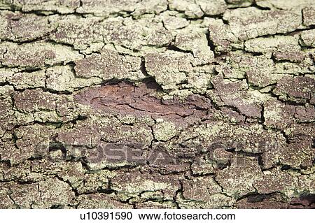 Bark View Large Photo Image Stock Image - Bark. Fotosearch