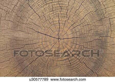 Cracked tree ring View Large Photo Image Stock Photo - Cracked tree ring. Fotosearch