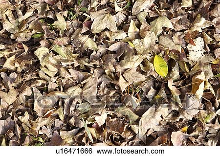 Dead leaves lying on ground, autumn View Large Photo Image Stock Photograph - Dead leaves lying on ground, autumn. Fotosearch