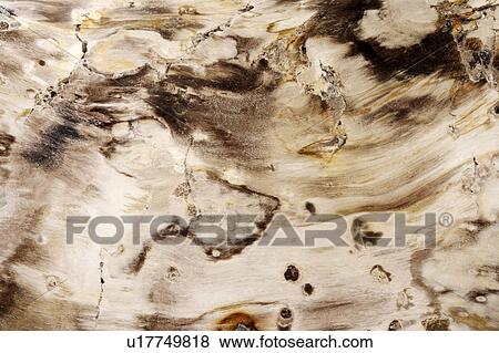 Gray and Tan Marble View Large Photo Image Stock Photo - Gray and Tan Marble. Fotosearch
