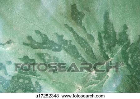 Green Marble View Large Photo Image Stock Photo - Green Marble. Fotosearch