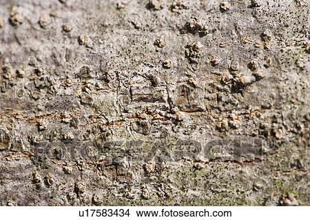 Picture - Rock Surface. Fotosearch
