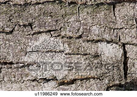 Stock Photo - Rock Surface. Fotosearch