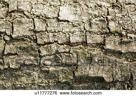 Stock Photograph - Rough Bark. Fotosearch