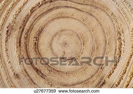 Tree Ring View Large Photo Image Stock Photo - Tree Ring. Fotosearch