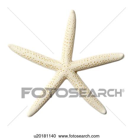 A 大きい 白 ヒトデ 白 背景 クローズアップ ストックイメージ U Fotosearch