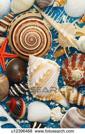 Assorted seashell View Large Photo Image Stock Photo - Assorted seashell. Fotosearch