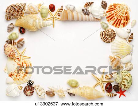 Assorted seashells made into rectangle View Large Photo Image Stock Photo - Assorted seashells made into rectangle. Fotosearch