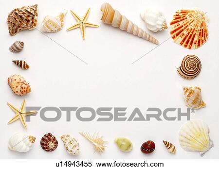 Stock Photography - Assorted seashells made into rectangle, close-up. Fotosearch
