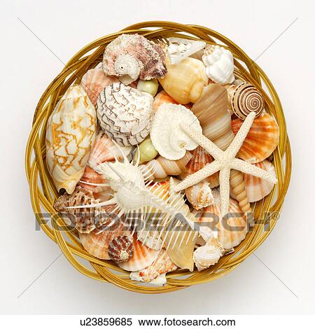 Stock Photography - Assorted seashells on plate. Fotosearch