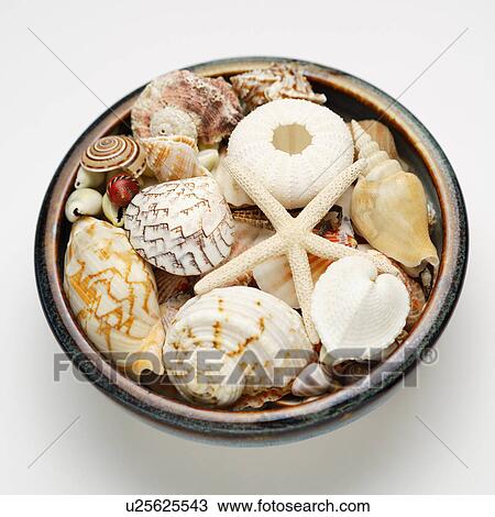 Assorted seashells on tray View Large Photo Image Stock Image - Assorted seashells on tray. Fotosearch