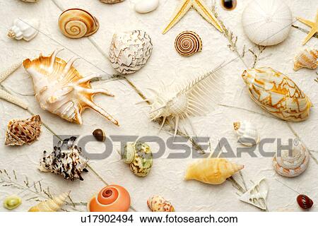 Picture - Assorted seashells. Fotosearch