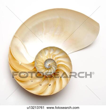 Nautilus shell, close-up View Large Photo Image Stock Image - Nautilus shell, close-up. Fotosearch