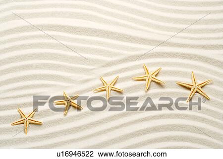 One unstraight row of starfishes View Large Photo Image Stock Image - One unstraight row of starfishes. Fotosearch