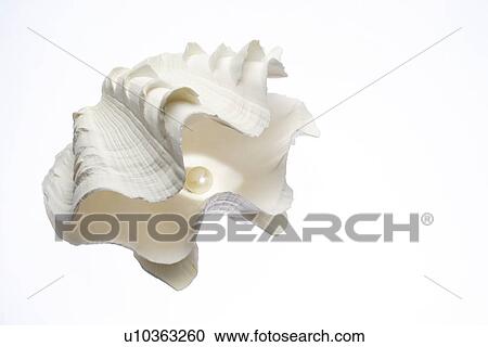 Stock Image - Oyster opening to reveal pearl. Fotosearch
