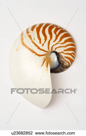 Seashell on white background, close-up View Large Photo Image Stock Image - Seashell on white background, close-up. Fotosearch