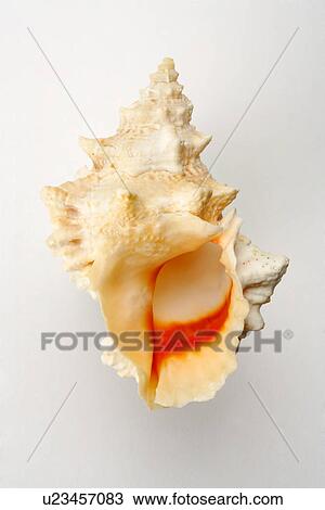 Single conch shell on white background, close-up View Large Photo Image Stock Image - Single conch shell on white background, close-up. Fotosearch