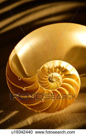 Single orange nautilus, close-up View Large Photo Image Stock Image - Single orange nautilus, close-up. Fotosearch