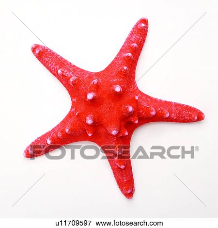 Single red starfish on white background, close-up View Large Photo Image Stock Photo - Single red starfish on white background, close-up. Fotosearch