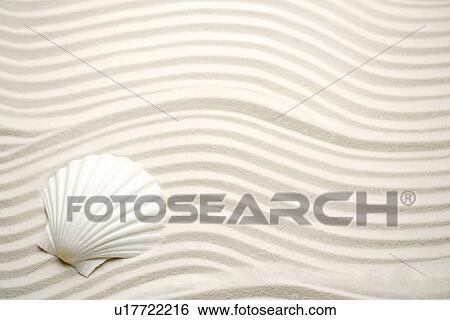 Stock Photograph - Single scallop seashell on sand. Fotosearch