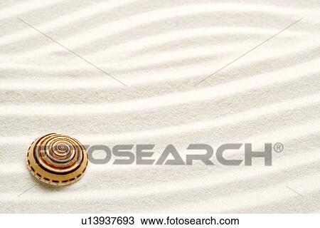 Stock Image - Single seashell on sand. Fotosearch