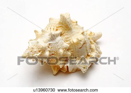 Stock Image - Single seashell on white background, close-up. Fotosearch