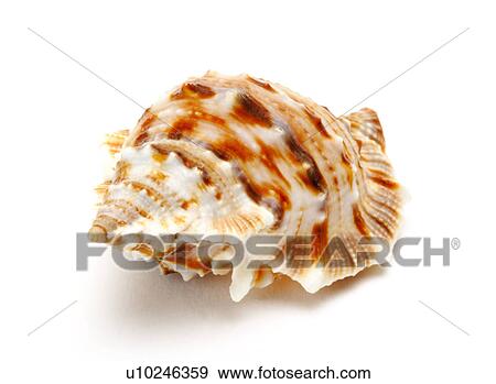 Single seashell on white background, close-up View Large Photo Image Stock Photo - Single seashell on white background, close-up. Fotosearch