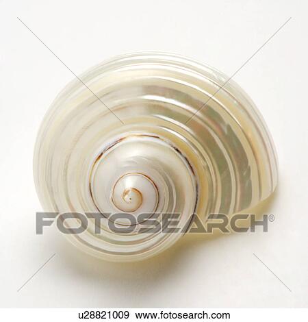 Single seashell on white background View Large Photo Image Stock Photo - Single seashell on white background. Fotosearch