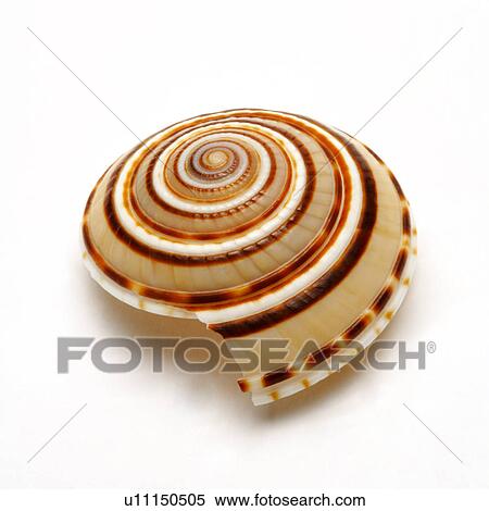 Single seashell on white background, close-up View Large Photo Image Stock Photography - Single seashell on white background, close-up. Fotosearch