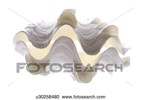 Single semi-open seashell View Large Photo Image Stock Image - Single semi-open seashell. Fotosearch