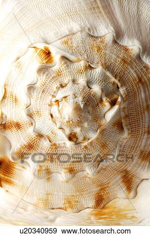 Single spiral seashell, close-up View Large Photo Image Stock Photo - Single spiral seashell, close-up. Fotosearch