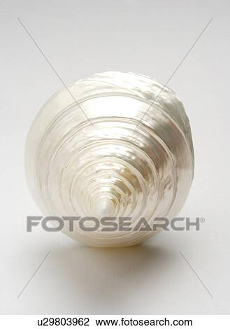 Stock Image - Single spiral seashell on white background, close-up. Fotosearch