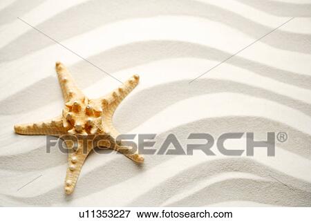 Single starfish on sand View Large Photo Image Stock Photo - Single starfish on sand. Fotosearch