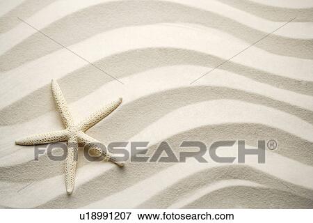 Stock Photo - Single white starfish on sand. Fotosearch