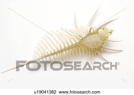 Stock Image - Spiked Murex shell, close-up. Fotosearch