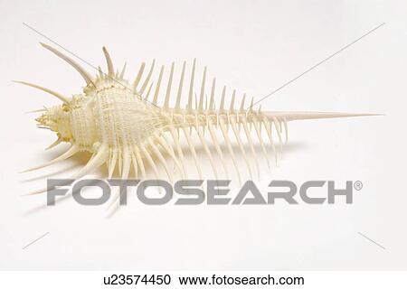Spiked Murex shell, close-up View Large Photo Image Stock Image - Spiked Murex shell, close-up. Fotosearch